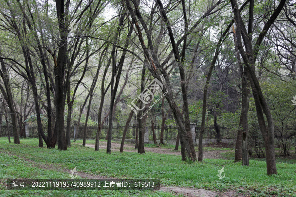 沈陽(yáng)北陵清昭陵的樹(shù)