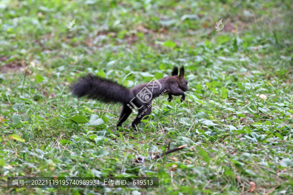 沈陽北陵公園的松鼠