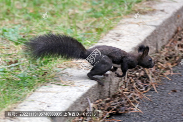 沈陽北陵公園的松鼠