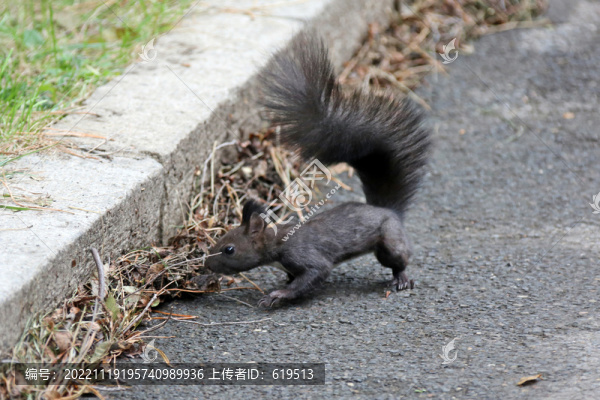 沈陽北陵公園的松鼠