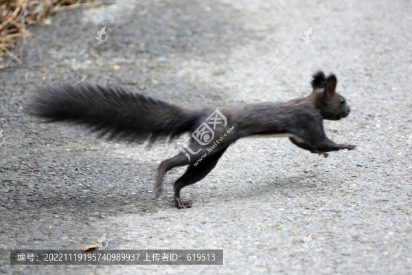 沈陽(yáng)北陵公園的松鼠