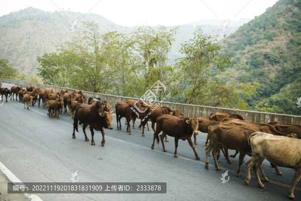 黃牛