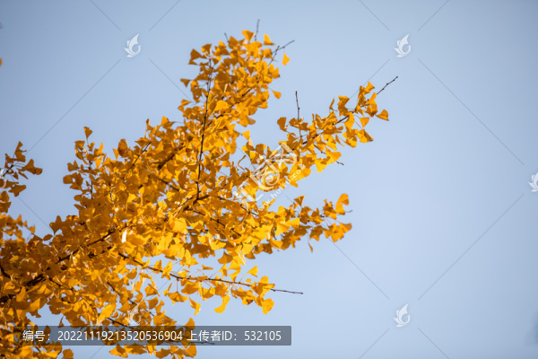 秋天紅葉設(shè)計(jì)素材