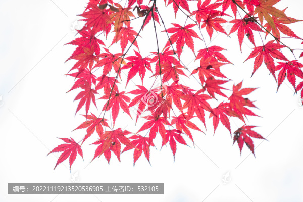 秋天紅葉設(shè)計(jì)素材
