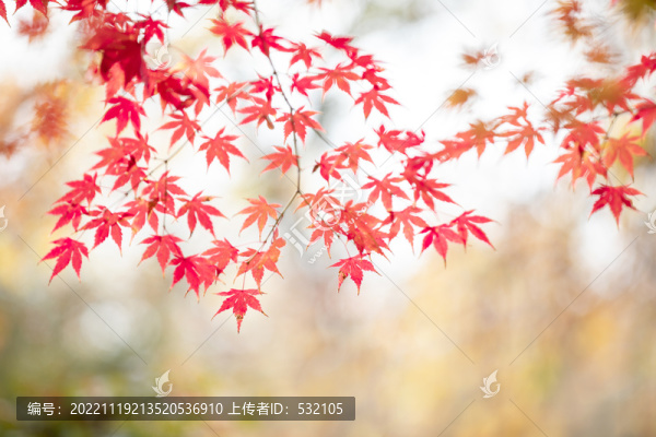 秋天紅葉設(shè)計(jì)素材