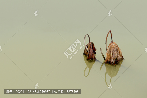 殘荷