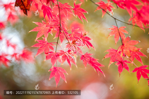 楓葉紅漫天