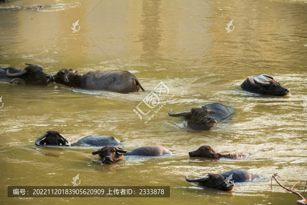 水牛
