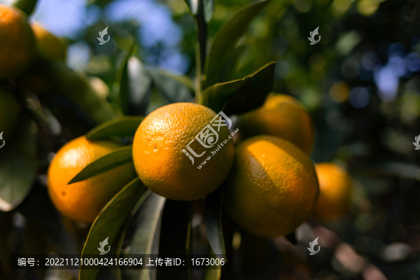 橙子