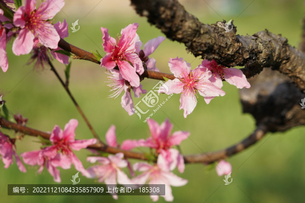 桃花