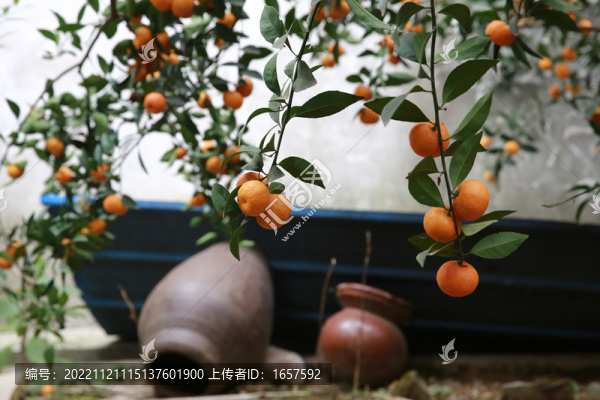橘子