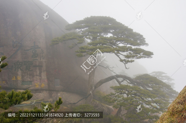 黃山松