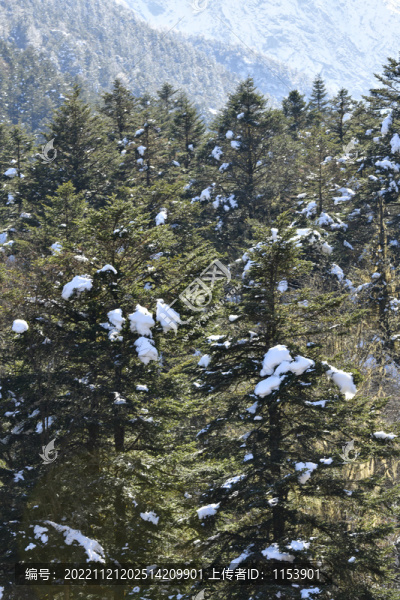雪山林海