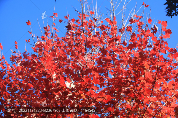 美國紅楓