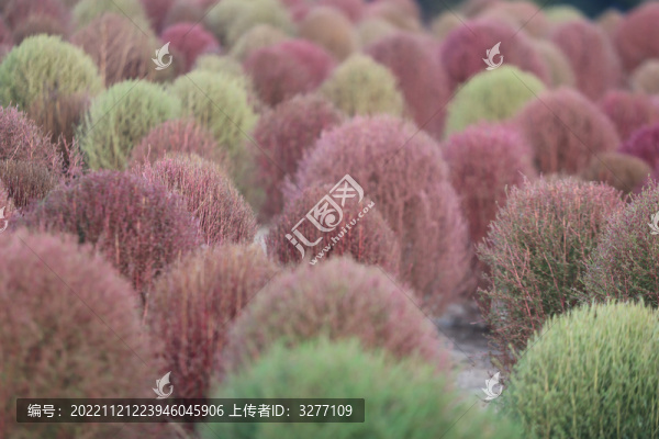 杭州徑山花海