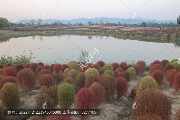 杭州徑山花海