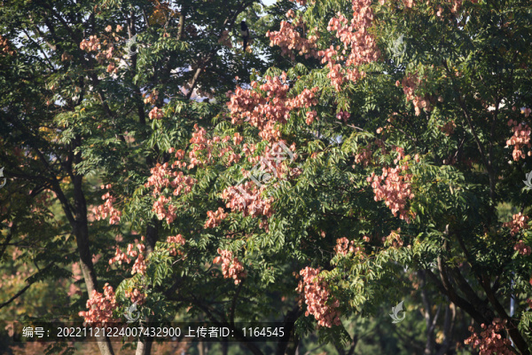 欒樹花開