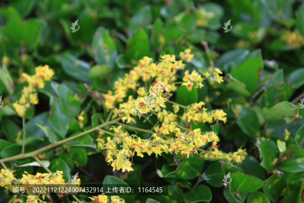 欒樹開花
