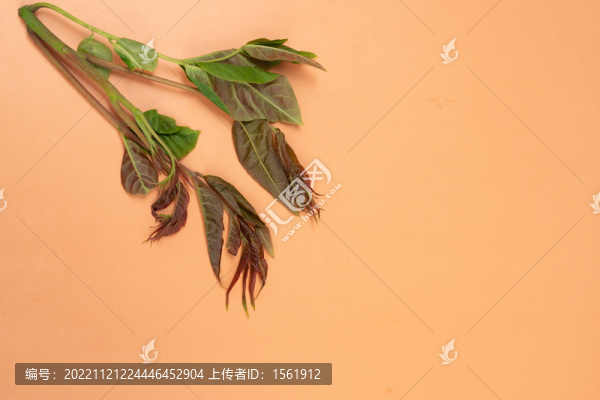 新鮮蔬菜香椿