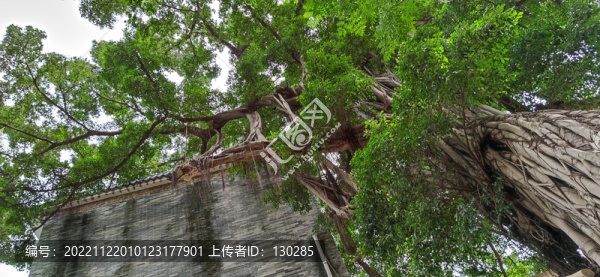 古樹與建筑