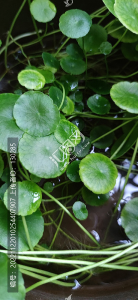 金錢草