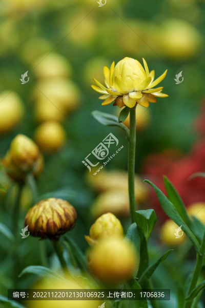 黃色麥稈菊