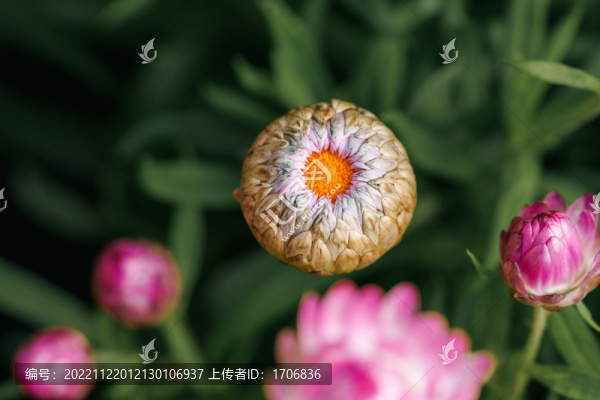 麥稈菊