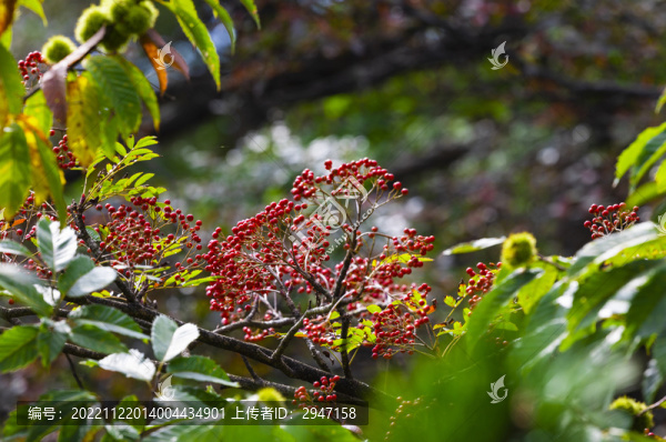 黃山自然風景區(qū)山上的紅色漿果