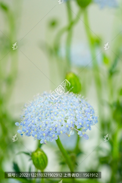 翠珠花