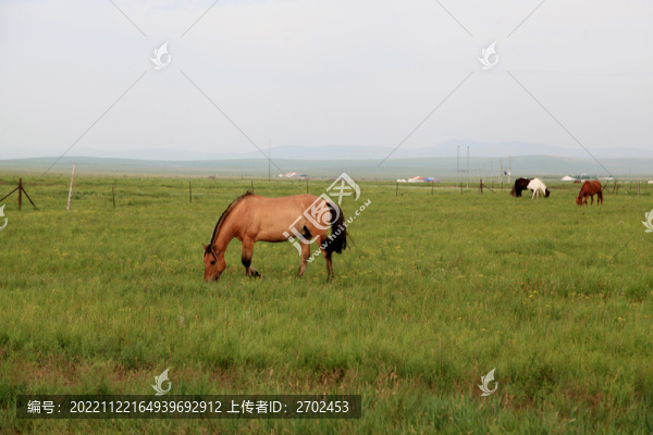 草原上吃草的馬兒