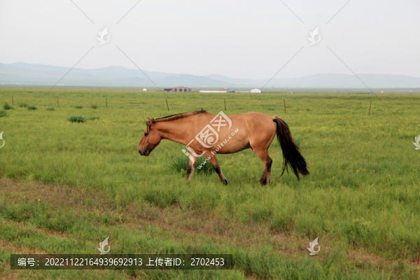 草原牧場