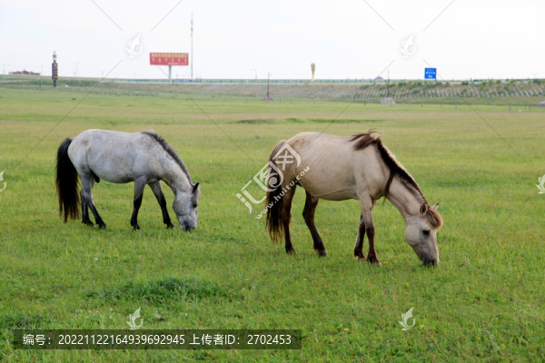 草原牧場