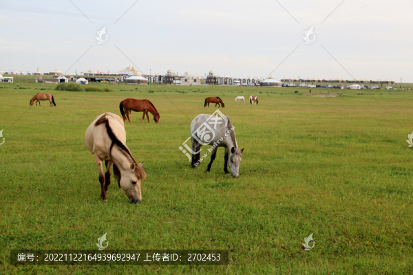 草原上吃草的馬兒