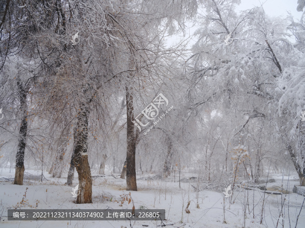 冬雪