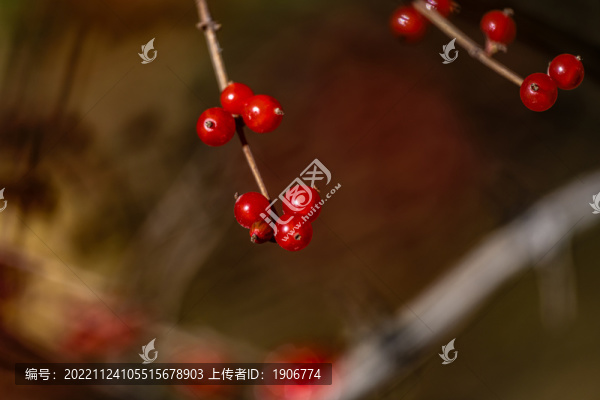 秋天里的紅色漿果