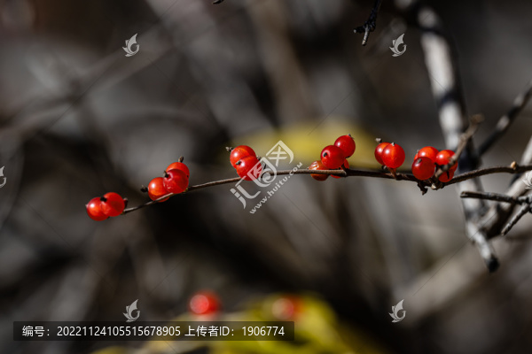 秋天里的紅色漿果