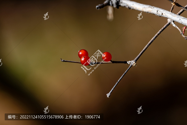 秋天里的紅色漿果
