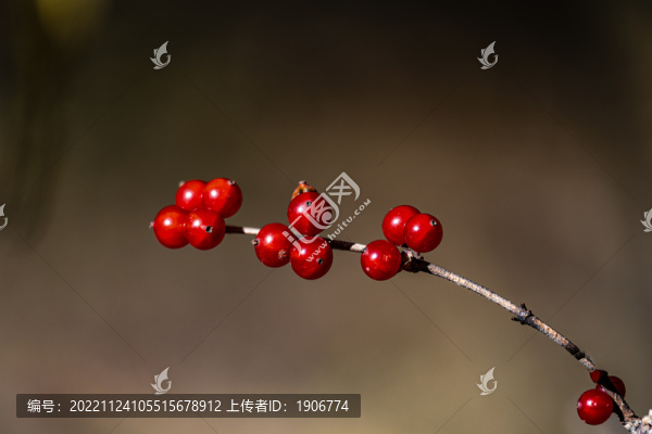 秋天里的紅色漿果