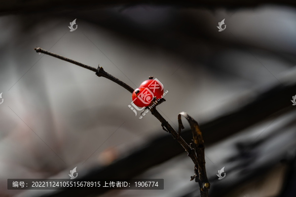 秋天里的紅色漿果