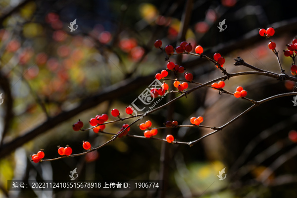 秋天里的紅色漿果