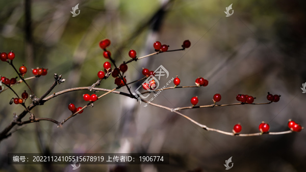 秋天里的紅色漿果