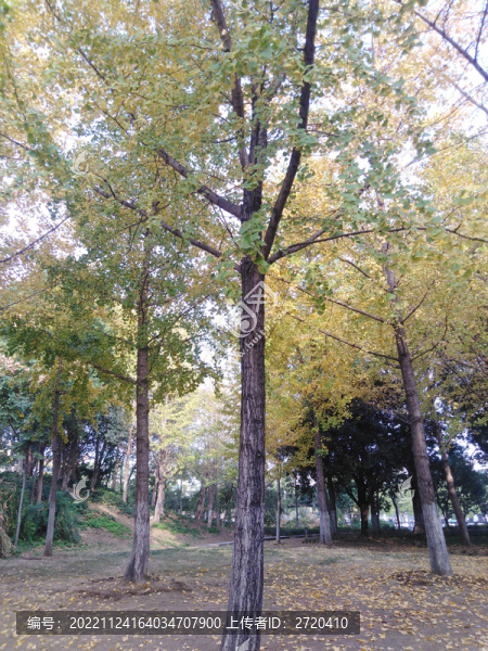 銀杏樹(shù)
