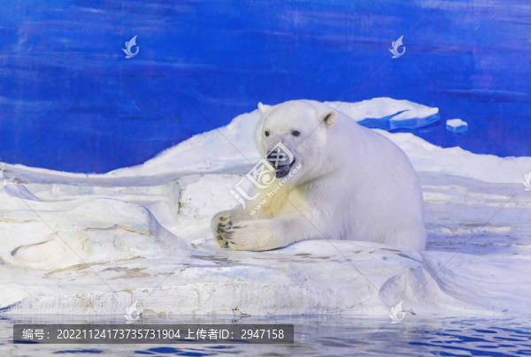 天津海昌極地海洋公園北極熊