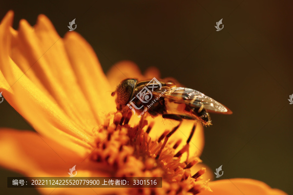 中華小蜜蜂