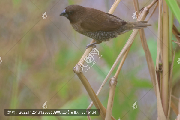 小山雀