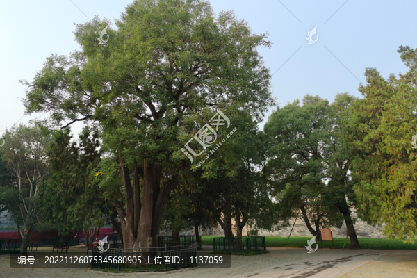 北京天壇公園名樹柏抱槐