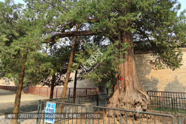 北京天壇公園名樹迎客柏