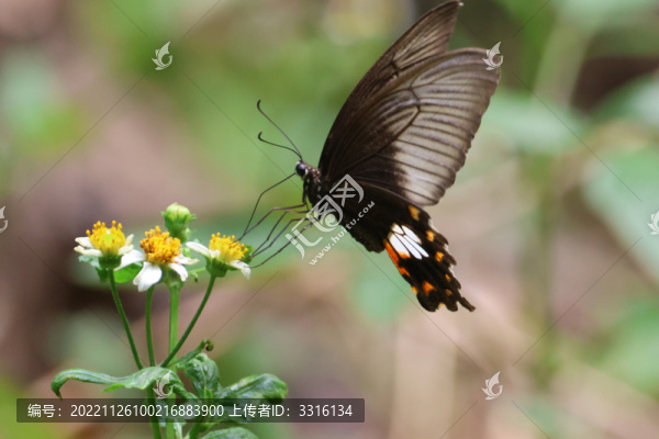 蝴蝶