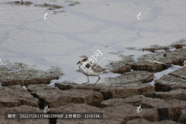 笛鸻