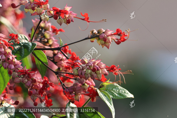 龍吐珠花